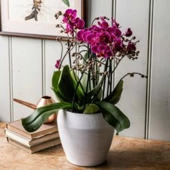 Phalaenopsis 'Bellissimo Amore' -plant store pl2000041449 card3 lg