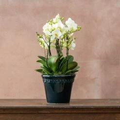 Phalaenopsis 'Bellissimo Bella'