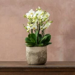 Phalaenopsis 'Bellissimo Bella' 7 Phalaenopsis 'Bellissimo Bella' -plant store pl2000041450 card3 lg