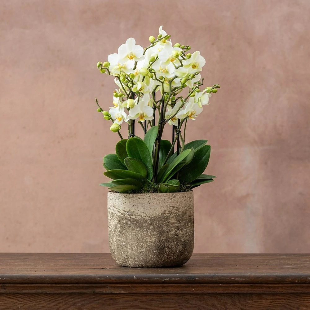 Phalaenopsis 'Bellissimo Bella' 5 Phalaenopsis 'Bellissimo Bella' - Image 3