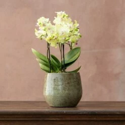 Phalaenopsis 'Boquetto Sensation'