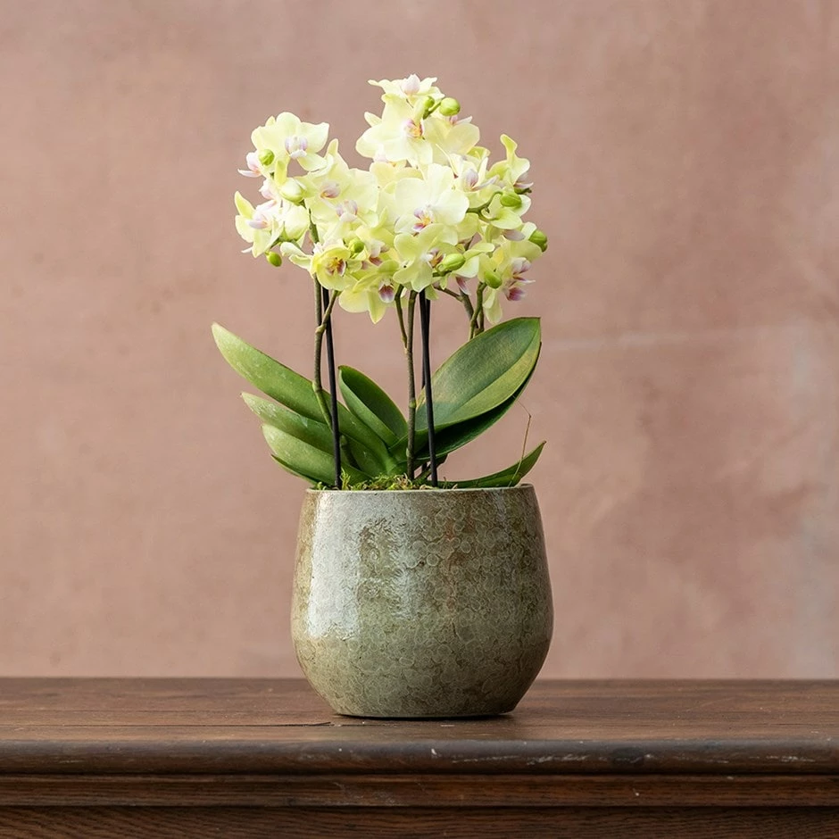 Phalaenopsis 'Boquetto Sensation' 3 Phalaenopsis 'Boquetto Sensation'