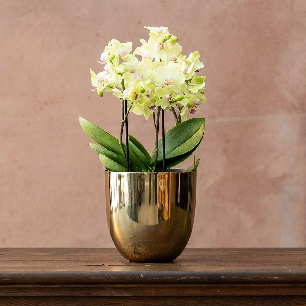 Phalaenopsis 'Boquetto Sensation' 4 Phalaenopsis 'Boquetto Sensation' - Image 2