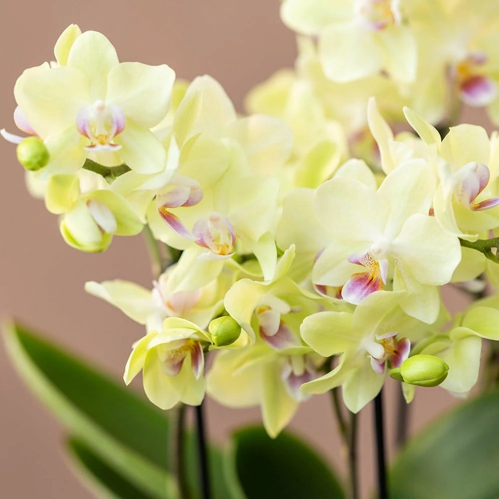 Phalaenopsis 'Boquetto Sensation' 5 Phalaenopsis 'Boquetto Sensation' - Image 3