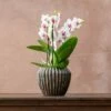 Phalaenopsis 'Boquetto Passione' -plant store pl2000041452
