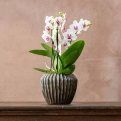 Phalaenopsis 'Boquetto Passione'