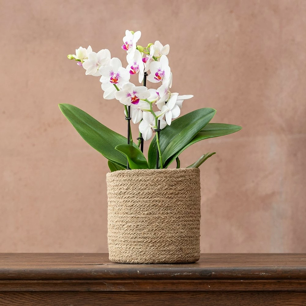 Phalaenopsis 'Boquetto Passione' 4 Phalaenopsis 'Boquetto Passione' - Image 2