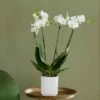 Phalaenopsis Theatro With Pot Cover 1 Phalaenopsis Theatro With Pot Cover -plant store pl2000041453