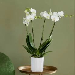 Phalaenopsis Theatro With Pot Cover