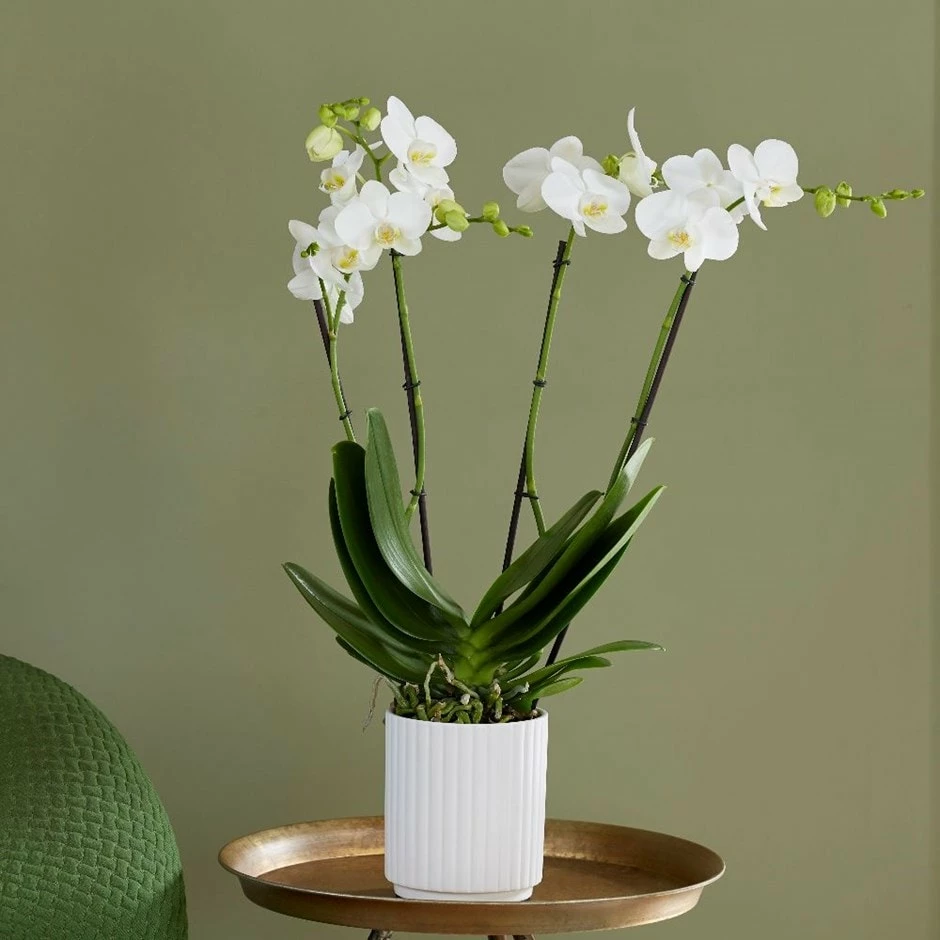 Phalaenopsis Theatro With Pot Cover 3 Phalaenopsis Theatro With Pot Cover