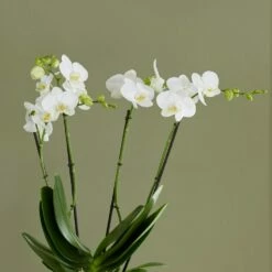 Phalaenopsis Theatro With Pot Cover 5 Phalaenopsis Theatro With Pot Cover -plant store pl2000041453 card3 lg