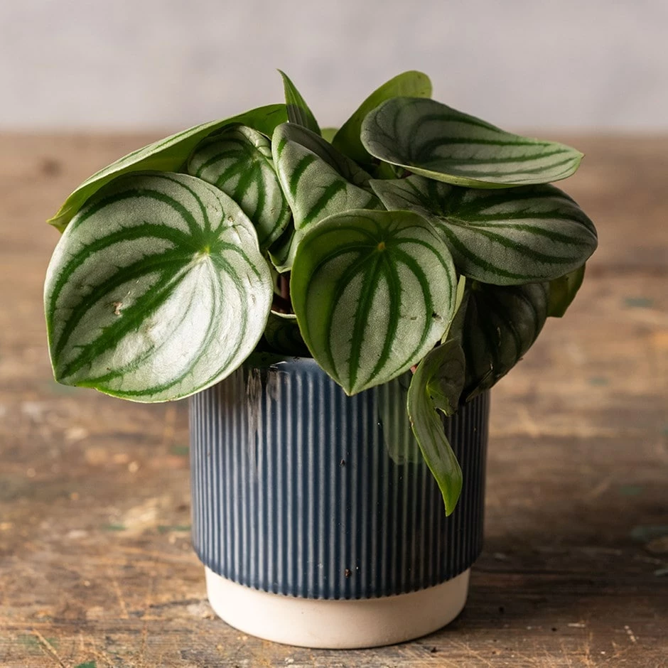 Peperomia Argyreia 3 Peperomia Argyreia