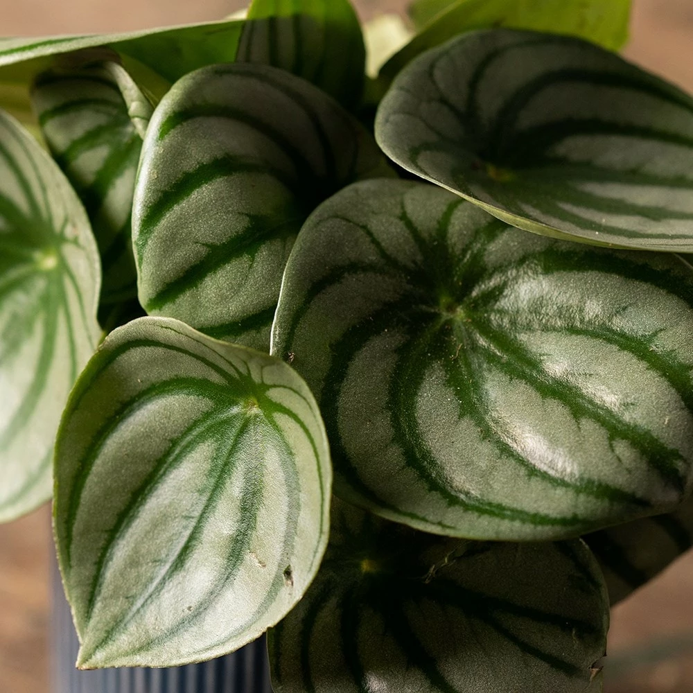 Peperomia Argyreia 4 Peperomia Argyreia - Image 2