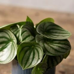 Peperomia Argyreia 8 Peperomia Argyreia -plant store pl2000041477 card3 lg