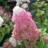 Hydrangea Paniculata Sundae Fraise ('Rensun') (PBR) 2 Hydrangea Paniculata Sundae Fraise ('Rensun') (PBR) -plant store pl2000041481