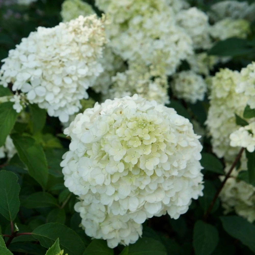 Hydrangea Paniculata Sundae Fraise ('Rensun') (PBR) 4 Hydrangea Paniculata Sundae Fraise ('Rensun') (PBR) - Image 2