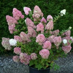 Hydrangea Paniculata Sundae Fraise ('Rensun') (PBR) 7 Hydrangea Paniculata Sundae Fraise ('Rensun') (PBR) -plant store pl2000041481 card3 lg