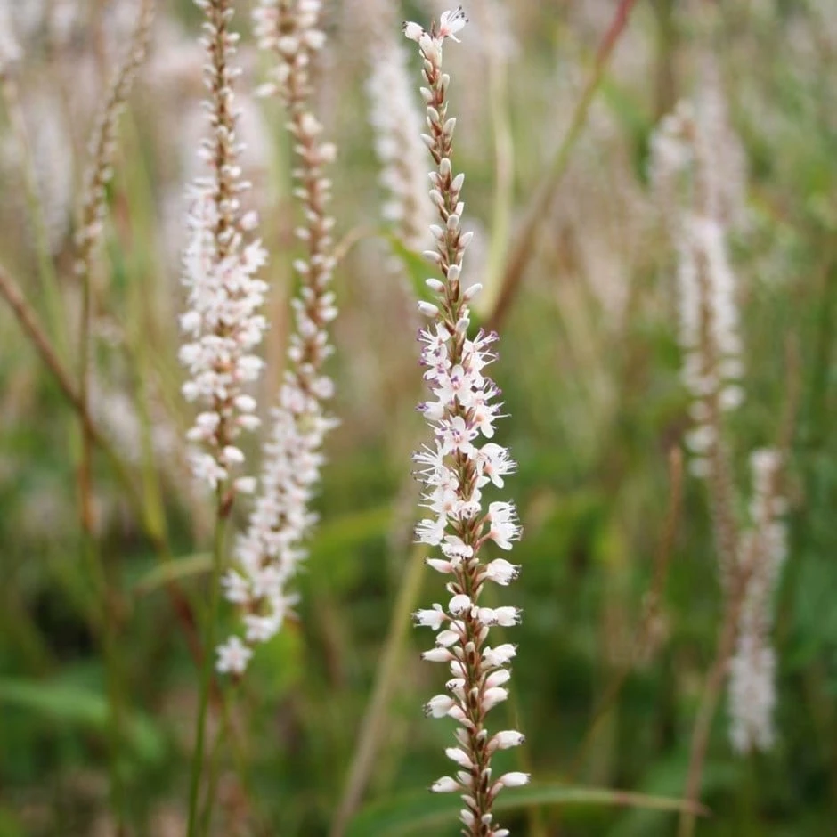 Bistorta Amplexicaulis 'Alba' 3 Bistorta Amplexicaulis 'Alba'