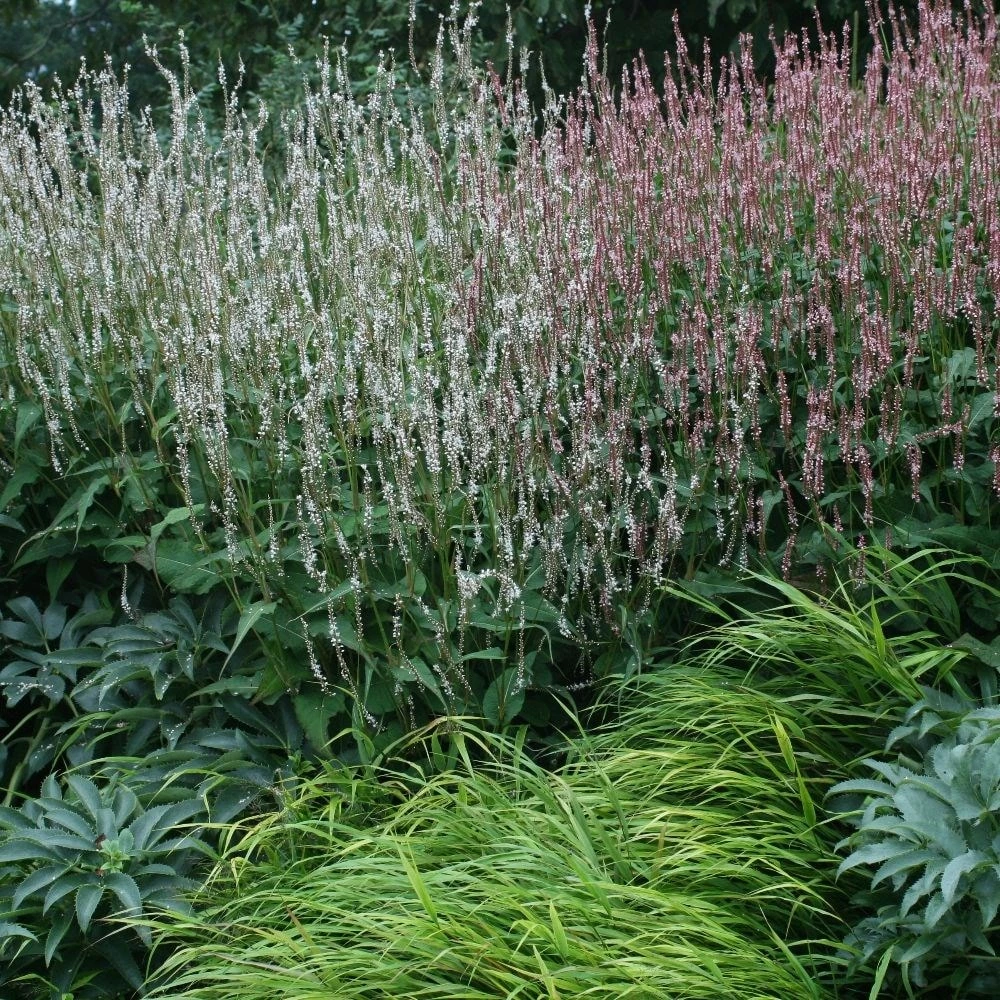 Bistorta Amplexicaulis 'Alba' 4 Bistorta Amplexicaulis 'Alba' - Image 2