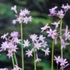 Tulbaghia Violacea -plant store pl2000042471