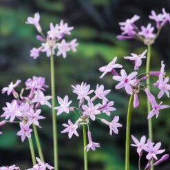 Tulbaghia Violacea