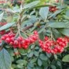 Cotoneaster Franchetii 1 Cotoneaster Franchetii -plant store pl2000042491