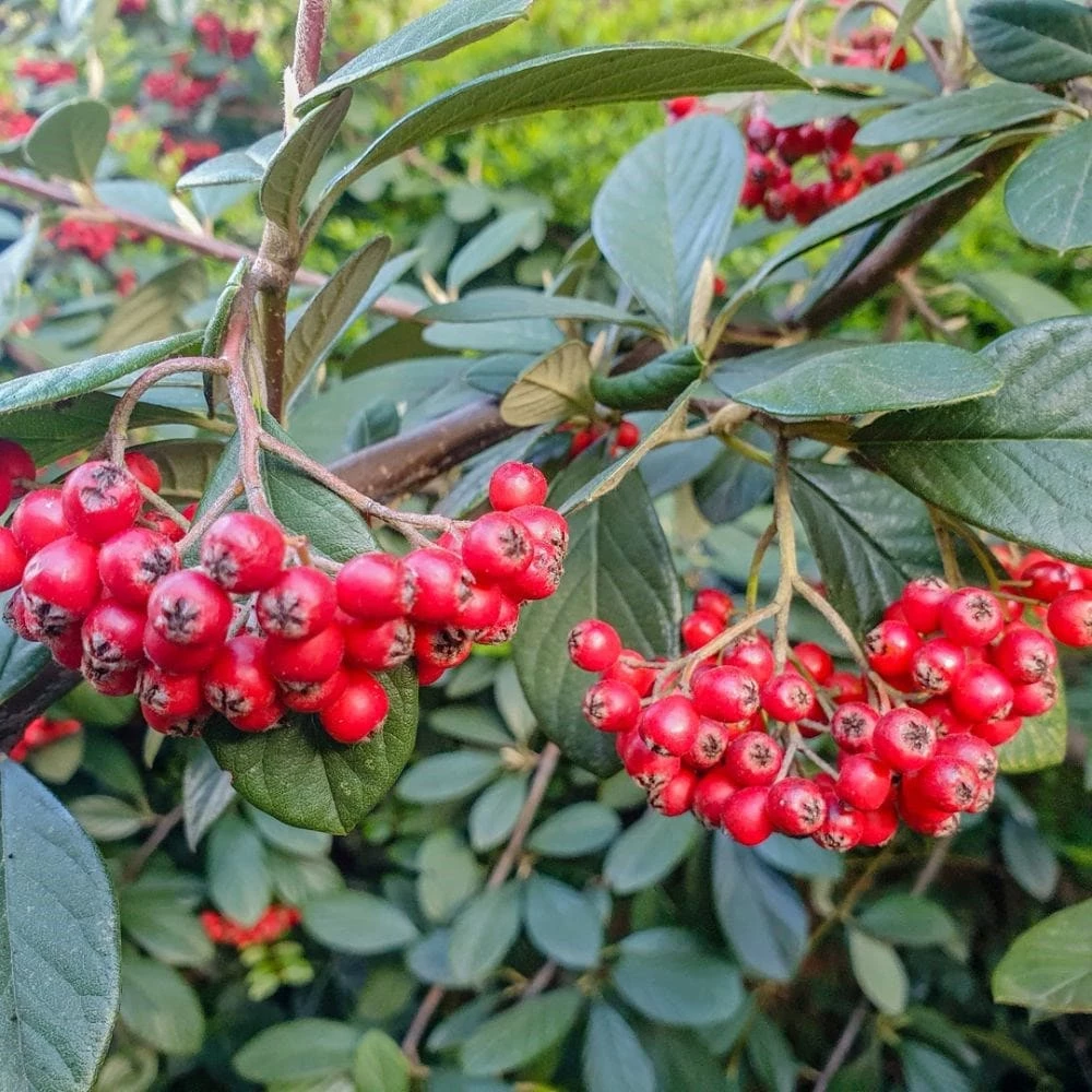 Cotoneaster Franchetii 4 Cotoneaster Franchetii - Image 2