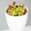 Venus Fly TrapDionaea Muscipula & Pot Cover 1 Venus Fly TrapDionaea Muscipula & Pot Cover -plant store pl2000042521