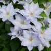 Clematis Tranquilité ('Evipo111') (PBR) (Boulevard Series) -plant store pl2000042532