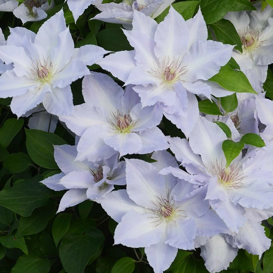 Clematis Tranquilité ('Evipo111') (PBR) (Boulevard Series) 3 Clematis Tranquilité ('Evipo111') (PBR) (Boulevard Series)