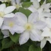 Clematis Ice Blue ('Evipo003') (PBR) (Prairie Series) -plant store pl2000042533
