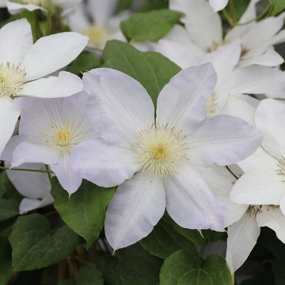 Clematis Ice Blue ('Evipo003') (PBR) (Prairie Series) 3 Clematis Ice Blue ('Evipo003') (PBR) (Prairie Series)
