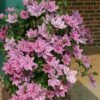 Clematis Ooh La La ('Evipo041') (PBR) (Boulevard Series) -plant store pl2000042535
