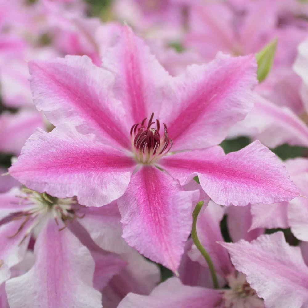 Clematis Ooh La La ('Evipo041') (PBR) (Boulevard Series) 4 Clematis Ooh La La ('Evipo041') (PBR) (Boulevard Series) - Image 2