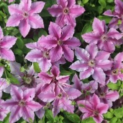Clematis Ooh La La ('Evipo041') (PBR) (Boulevard Series) 7 Clematis Ooh La La ('Evipo041') (PBR) (Boulevard Series) -plant store pl2000042535 card3 lg