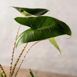 Alocasia Zebrina -plant store pl2000042556 card3 lg