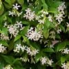Trachelospermum Jasminoides -plant store pl2000042580