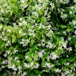 Trachelospermum Jasminoides -plant store pl2000042580 card3 lg