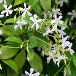 Trachelospermum Jasminoides -plant store pl2000042580 card4 lg