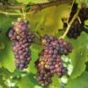 Grape 'Crimson Seedless' -plant store pl2000042594