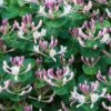 Lonicera Caprifolium -plant store pl2000042595