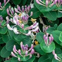 Lonicera Caprifolium -plant store pl2000042595 card2 lg