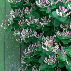 Lonicera Caprifolium -plant store pl2000042595 card3 lg