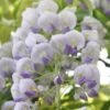 Wisteria × Valderi 'Lavender Lace' 2 Wisteria × Valderi 'Lavender Lace' -plant store pl2000042607