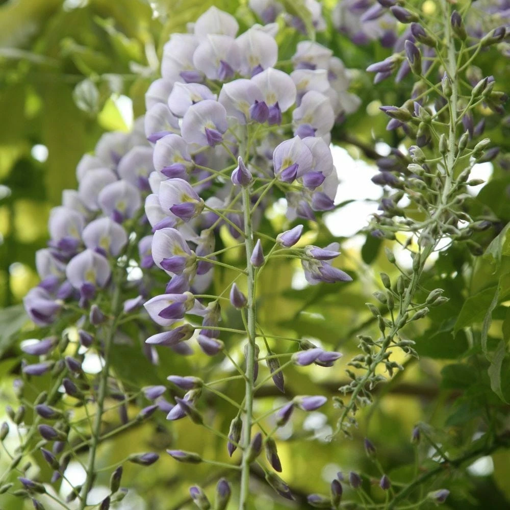 Wisteria × Valderi 'Lavender Lace' 4 Wisteria × Valderi 'Lavender Lace' - Image 2