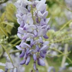Wisteria Floribunda 'Lawrence'