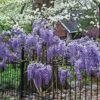 Wisteria Frutescens Subsp. Macrostachya 'Blue Moon' -plant store pl2000042609