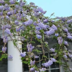 Wisteria Frutescens