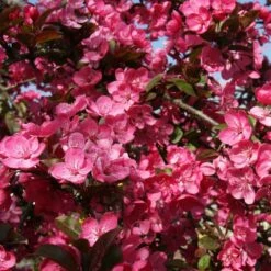 Malus 'Princeton Cardinal' 5 Malus 'Princeton Cardinal' -plant store pl2000042635 card2 lg