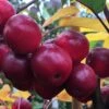 Malus × Atrosanguinea 'Gorgeous' 1 Malus × Atrosanguinea 'Gorgeous' -plant store pl2000042636